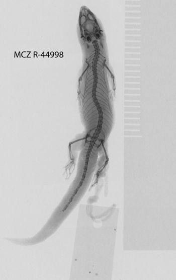 Media type: image;   Herpetology R-44998